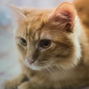 Meet your Posher, Maddison